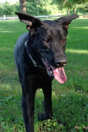 Beautiful shiny German Shepherd Lab mix running through the yard