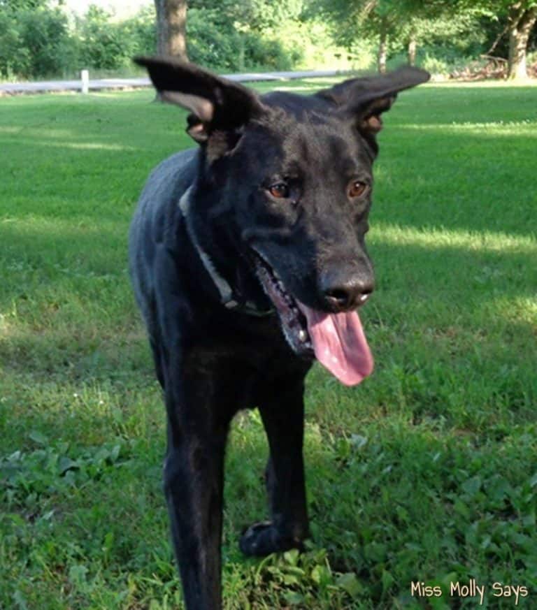 Ways To Make Your Dog's Coat Shiny Miss Molly Says