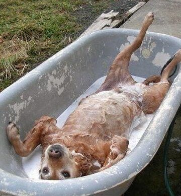 dog bath