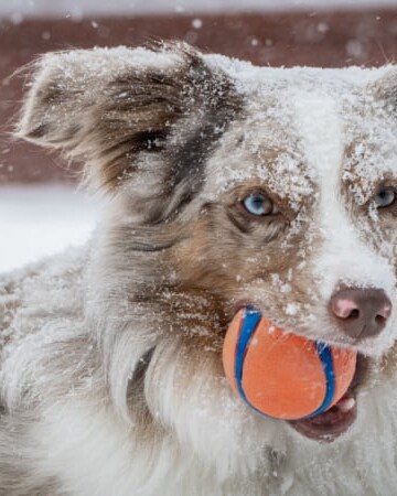 Australian Shephered holding an orange ball in the snow