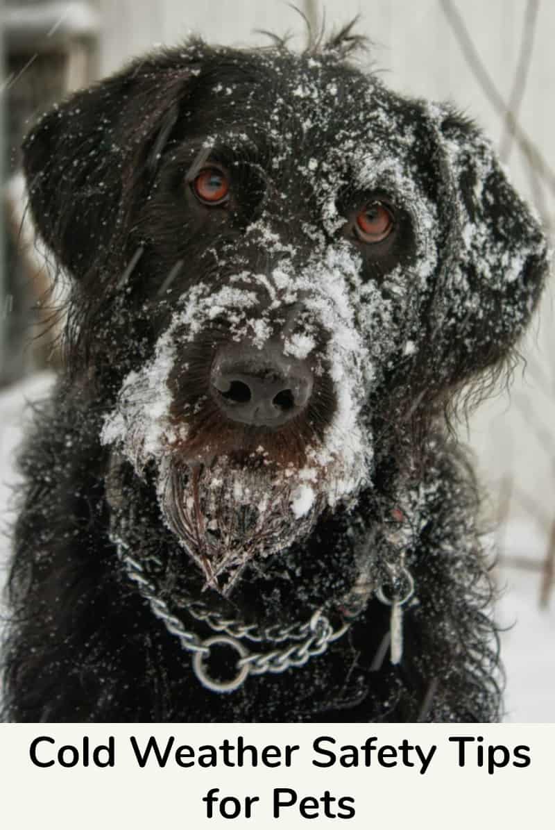 Cold Weather Safety Tips for Pets Miss Molly Says