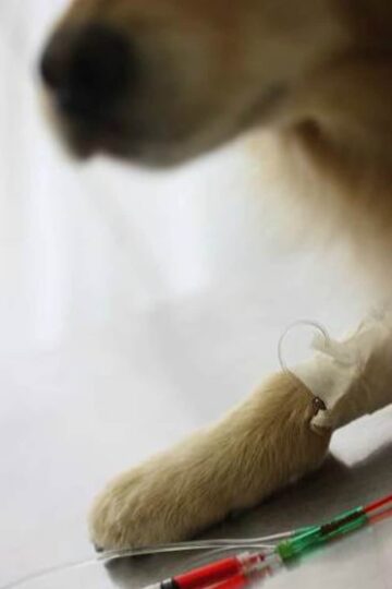 Pet Cancer Treatment – 11 Common Myths