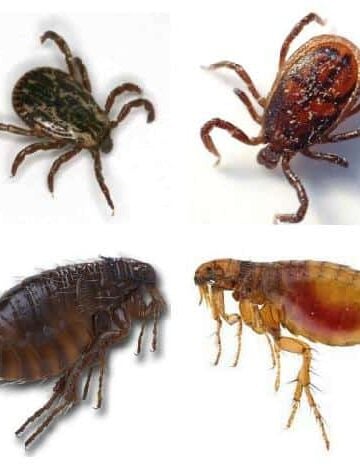 fleas and ticks