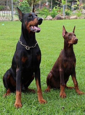Dog Training