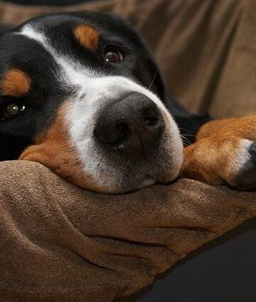 Nutrition Problems in Dogs