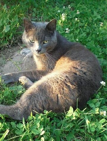 Do Cats Bond with their Owners