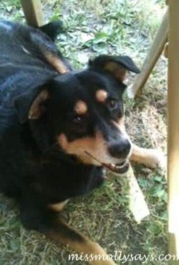 Allergies Immune Deficiency in Dogs