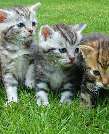 Cats and Kittens, Adopting a Healthy Cat
