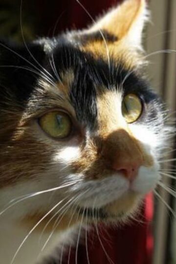 Common Health Problems in Cats