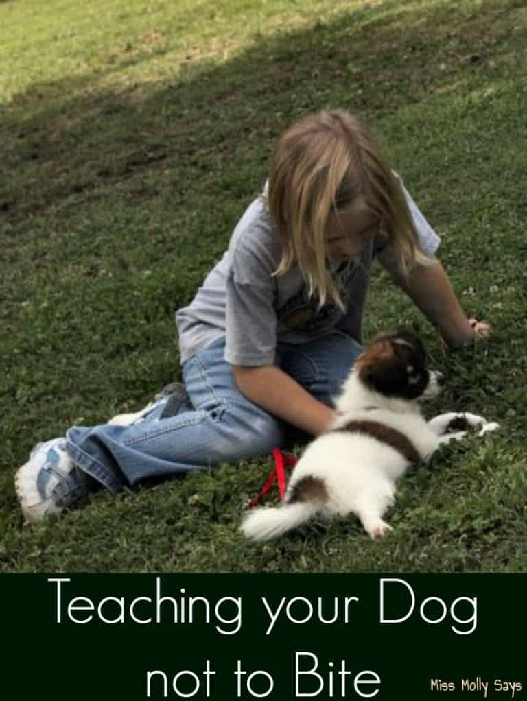 Teaching Your Dog not to Bite Miss Molly Says