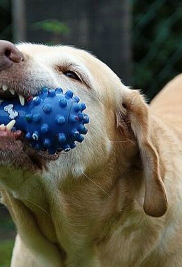 Training a Dog to Stop Chewing