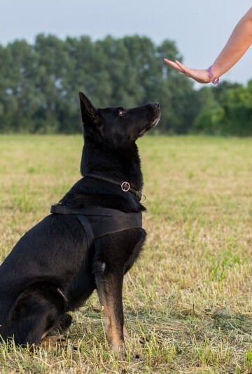Black German Shepherd learning the sit command
