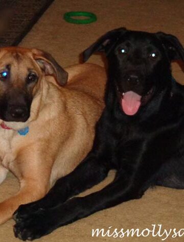 AKC GoodDog! HelplineSM #AKCDogLover