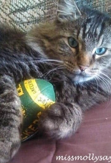 Best Diet for Senior Cats #HillsPet