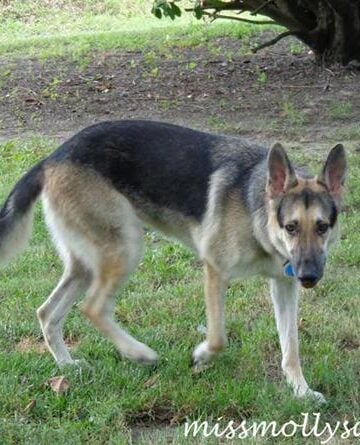 Maggie, AKC GoodDog! HelplineSM