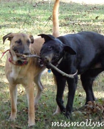 Puppies Growing Up
