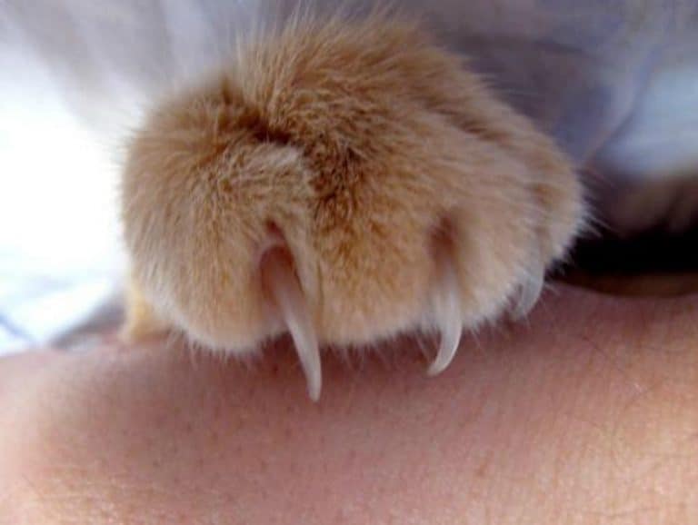 Cruelty of Claw Removal for Cats Miss Molly Says