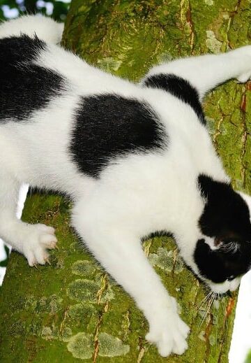 Cruelty of Claw Removal for Cats