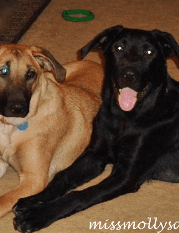How to Stop Your Dog From Stealing Food