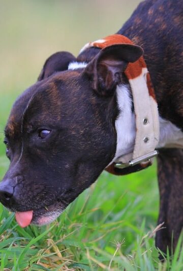 dog eating grass