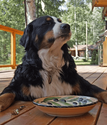 Stopping Food Aggression in Dogs