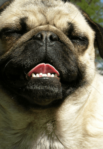 Is a Dog’s Mouth Cleaner Than Yours?