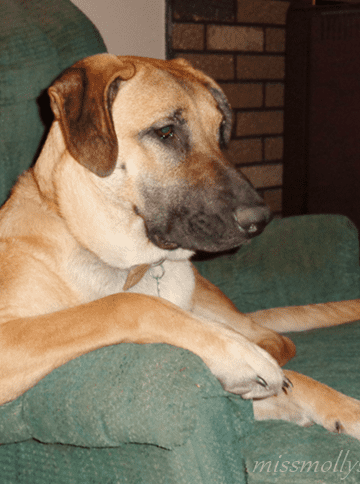 Brandi's Scare with Medication for Humans