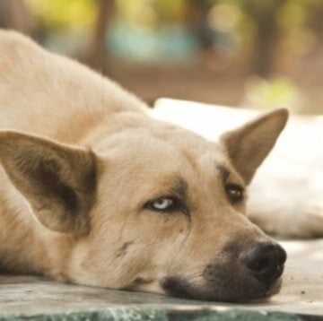 Helping Pets Deal with Grief