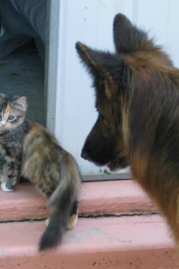 Tips for Dogs and Cats Living Together