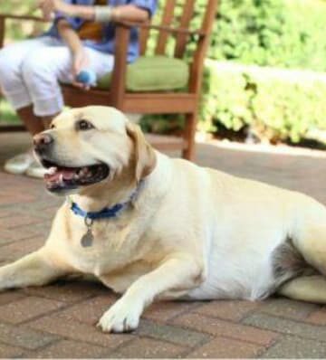 Is your Pet Looking a little Pudgy Lately? #HillsPet Metabolic Diet, overweight dogs