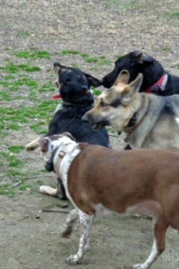 Strategies for Handling Dog Jealousy in the Pack