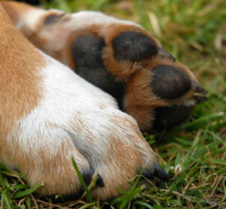 Winter Paw Care for Dogs Miss Molly Says