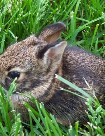 rabbit, Small creatures are not lunch, or even a snack!