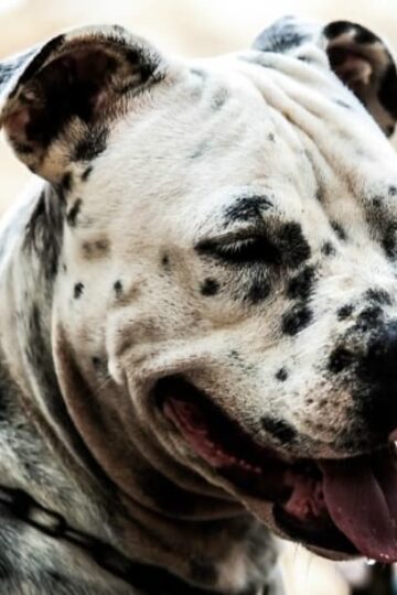 Holistic Treatment for Pets