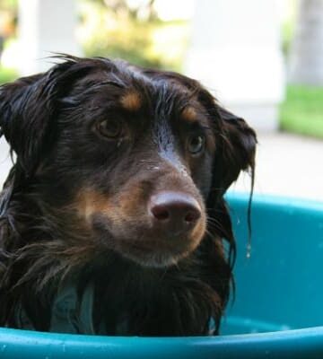 A Day at the Spa - Bathing Your Dog