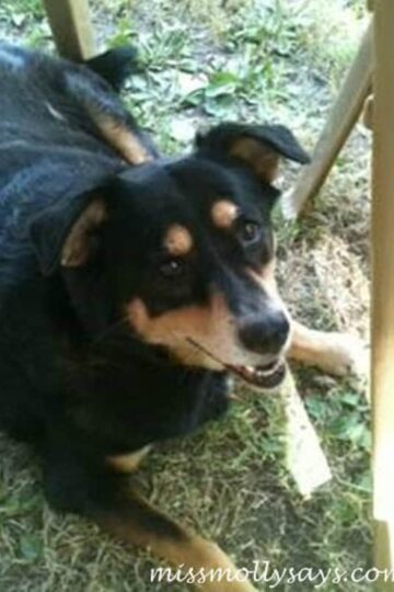 Arthritis in Dogs