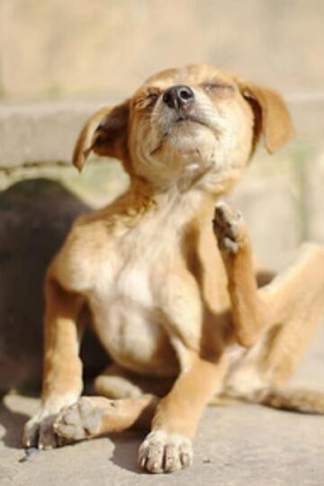 Fleas-and-Allergic-Dermatitis