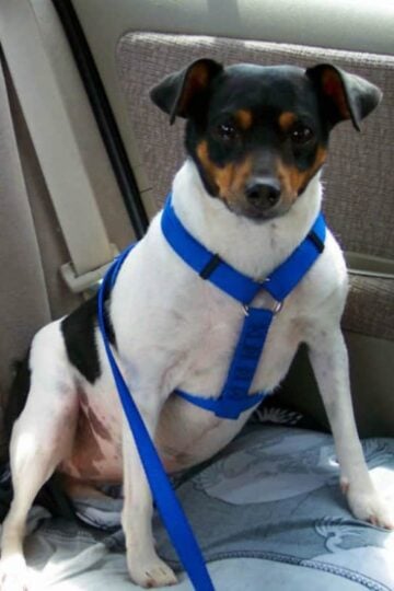6 Tips for Taking Pets on Family Vacations