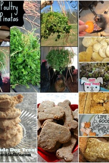 Healthy-Homemade-Pet-Treats