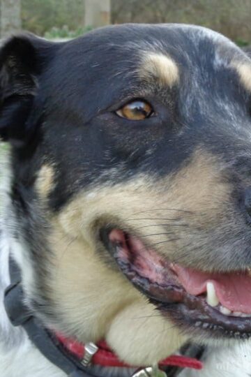 hill's-pet-food-is-love-Seager