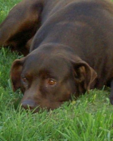 lost-dog, sad-dog
