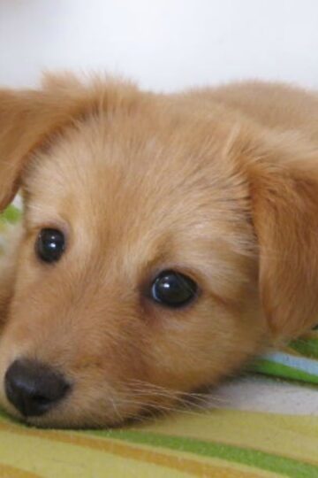 Kids-and-dogs-When-should-ya-get-'em-one?