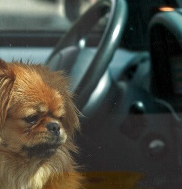dogs-in-hot-cars