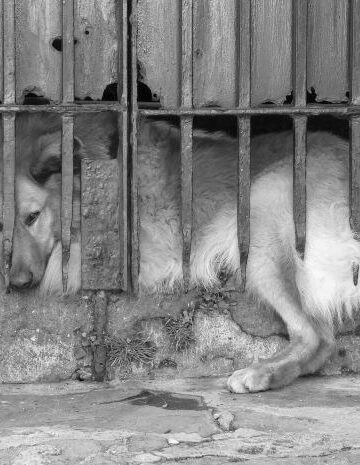 Helping-Homeless-pets-the-Faces-That-Haunt-Me