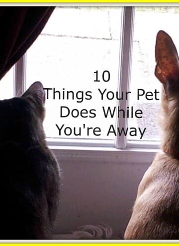 10-Things-Your-Pets-Do-While-You're-Away