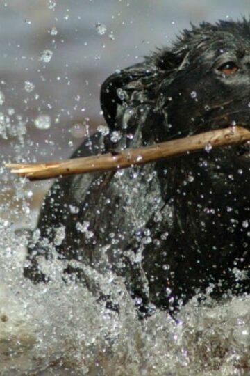 Summertime Water Safety Tips for Dogs