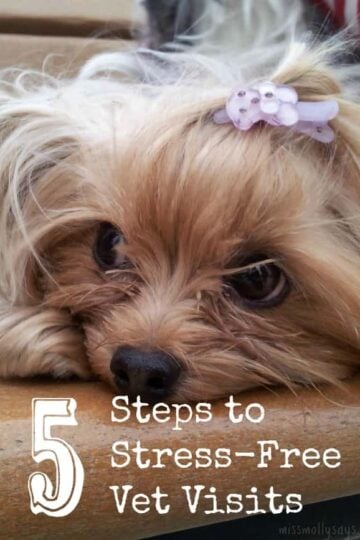 5-Steps-to-Stress-Free-Vet-Visits