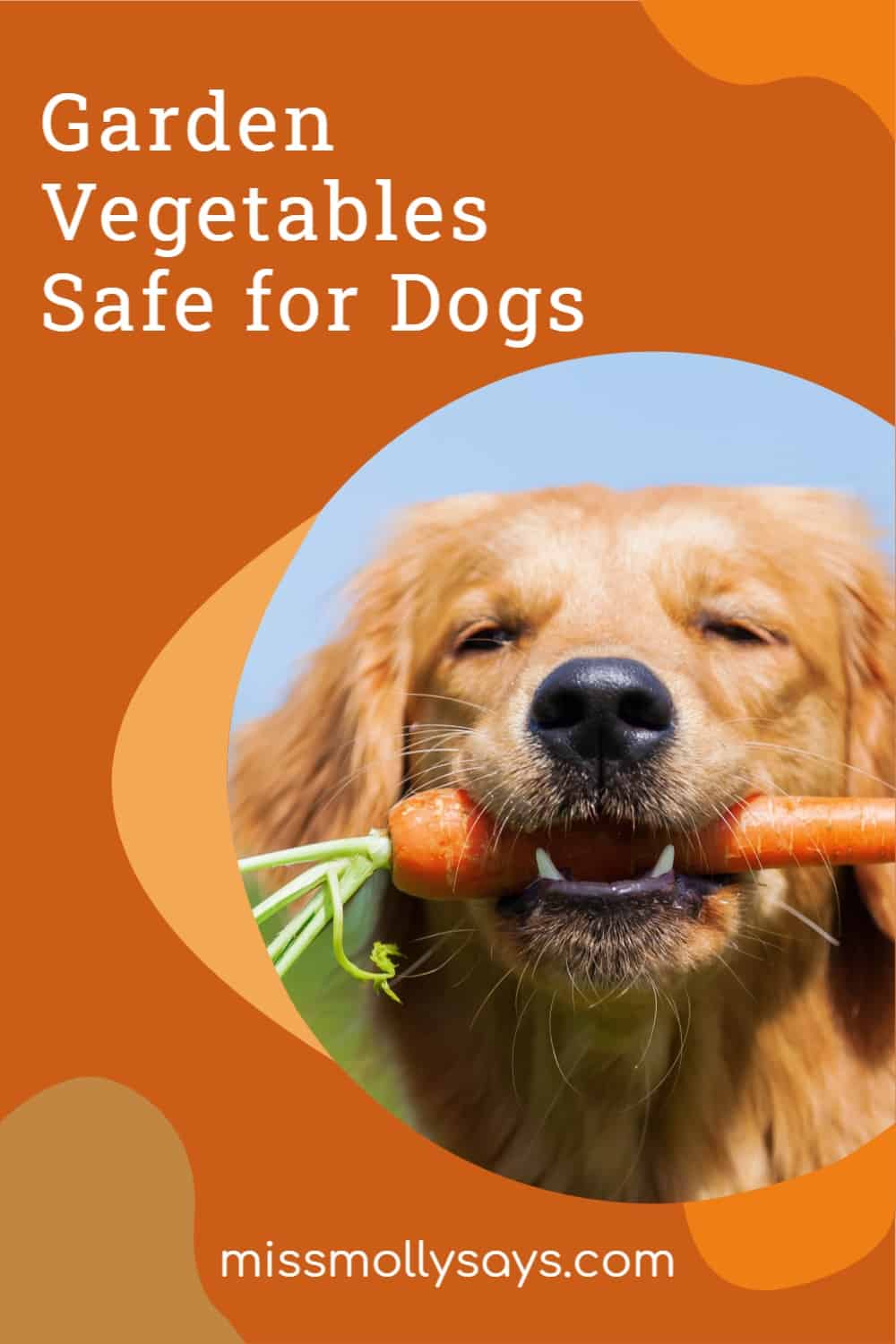 Garden Vegetables Safe for Dogs Miss Molly Says