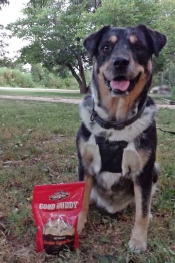 Good-Buddy-Cheddar-Cheese-Flavor-Dog-Treats-Seager