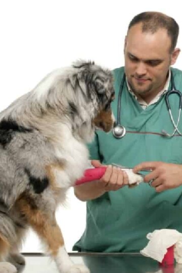 5 Tips on How to Handle an Injured Pet